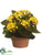 Kalanchoe - Yellow - Pack of 4