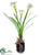 Narcissus - White - Pack of 6