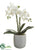 Phalaenopsis Orchid Plant - White - Pack of 1