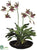 Zygopetalum Orchid Plant - Green Purple - Pack of 1