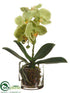 Silk Plants Direct Phalaenopsis Orchid Plant - Green - Pack of 1