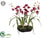 Cymbidium Orchid Plant - Burgundy - Pack of 2