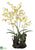 Oncidium Orchid Plant - Yellow - Pack of 2