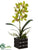 Cymbidium Orchid Plant - Green Burgundy - Pack of 6