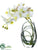 Phalaenopsis Orchid - White - Pack of 6