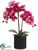 Phalaenopsis Orchid Plant - Violet Two Tone - Pack of 6