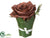 Rose - Chocolate - Pack of 12