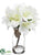 Rhododendron - White - Pack of 12
