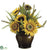Sunflower, Foxtail - Yellow - Pack of 2