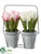 Tulip - Pink White - Pack of 4