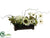 Sunflower, Rudbeckia, Hydrangea - Cream Green - Pack of 4