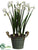 Paperwhite Narcissus - White - Pack of 2