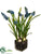 Muscari - Blue - Pack of 6