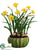 Daffodil - Yellow - Pack of 1