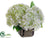 Hydrangea - White Green - Pack of 4