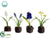 Tulip, Hyacinth, Narcissus, Muscari - Assorted - Pack of 4