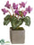 Cyclamen - Orchid - Pack of 6