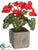Cyclamen - Red - Pack of 6