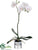 Phalaenopsis Orchid Plant - Blush - Pack of 1