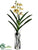 Panee Vanda Orchid Plant - Yellow Burgundy - Pack of 2