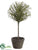 Rosemary Topiary - Green Two Tone - Pack of 6