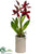 Starolus Orchid Plant - Burgundy - Pack of 6