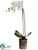 Phalaenopsis Orchid Plant - Cream Green - Pack of 2