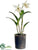 Cattleya Orchid Plant - Cream Burgundy - Pack of 1