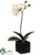 Phalaenopsis Orchid Plant - White Green - Pack of 6