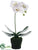 Phalaenopsis Orchid Plant - White - Pack of 6