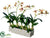 Dendrobium Orchid Plant - Green Mauve - Pack of 1