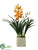 Cymbidium Orchid Plant - Apricot Orange - Pack of 1