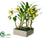 Star Orchid Plant - Green Cream - Pack of 1