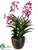 Panee Vanda Orchid Plant - Orchid - Pack of 1