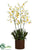 Oncidium Orchid Plant - Yellow Burgundy - Pack of 1