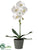 Phalaenopsis Orchid Plant - White - Pack of 2