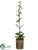 Kalanchoe - Green - Pack of 2