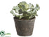 Silk Plants Direct Curly Echeveria - Green - Pack of 6