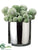 Mohave Cactus - Green - Pack of 2