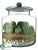 Barrel Cactus - Green - Pack of 1