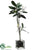 Stephanotis Topiary - White - Pack of 1