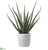 Agave - Green - Pack of 2