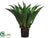 Giant Mexican Agave - Green - Pack of 1