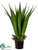 Agave Plant - Green Two Tone - Pack of 1