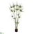 Cyperus Papyrus Plant - Green - Pack of 2