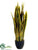 Sansevieria - Green Yellow - Pack of 4