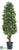 Ficus Cone Tree - Green Two Tone - Pack of 2