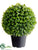Jade Plant Topiary Ball - Green - Pack of 2