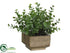 Silk Plants Direct Boxwood Plant - Green - Pack of 12