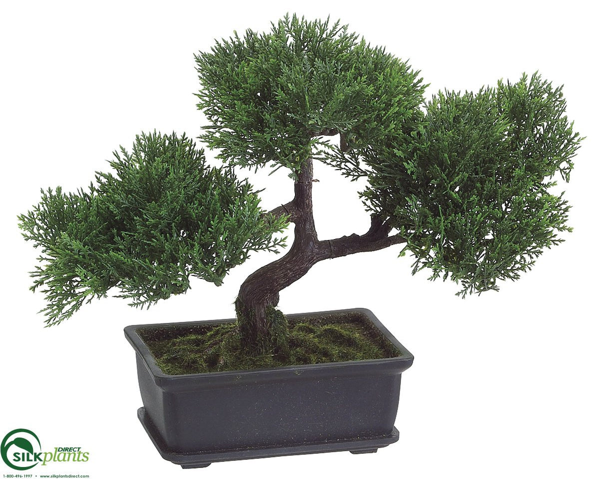 Cedar Bonsai Tree Green Pack of 6 (CRG350LPLS